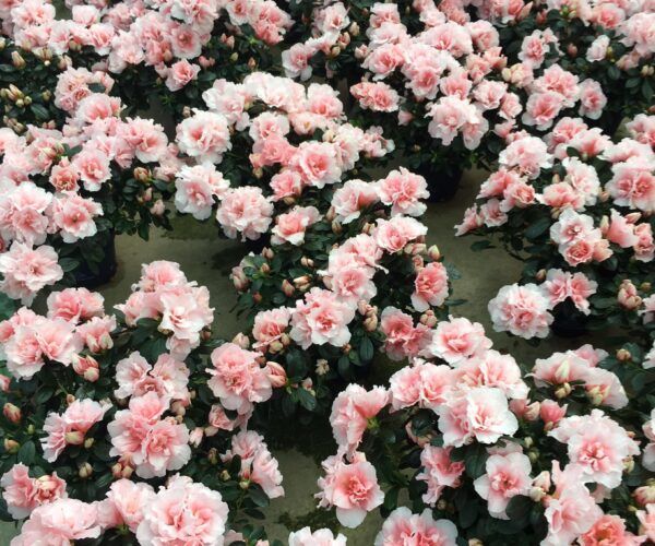FLORISTERIA VICTOR MARQUEZ