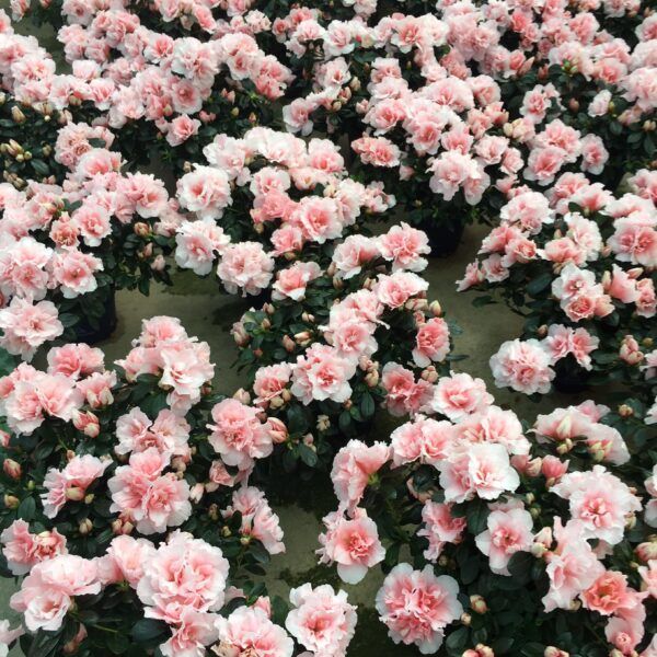 FLORISTERIA VICTOR MARQUEZ
